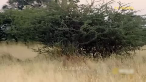 So Pitiful! Python And Thousands Of Wild Animals Trapped On High Voltage Power Lines.🙆🤷🤦