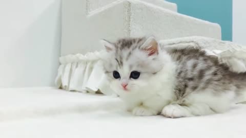Cute White Little Cat | Kitten