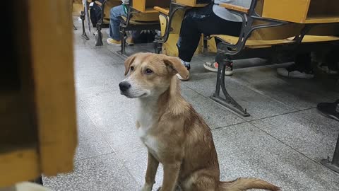 Dogs who have been sleepy since class. They look like me hahaha