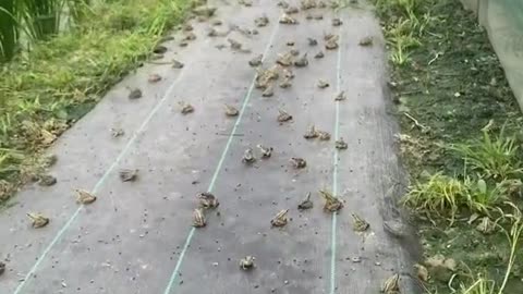 Crowds of frogs migrate together