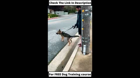 original dog training