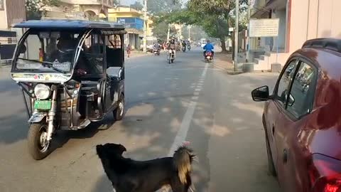 dog crosses the road