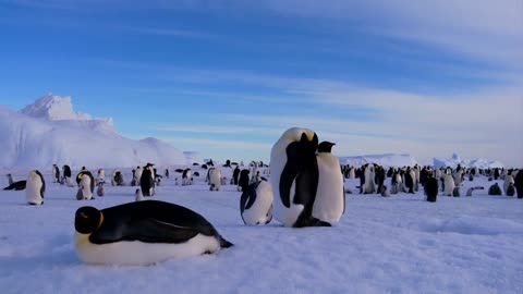 Penguins🐧