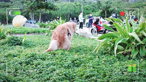 Cute Golden retriever showing his happiness when going out to vung Tau park/viral dog