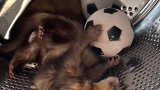 Goose The Ferret Loves His Soccer Ball