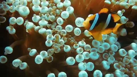 Watch a wonderful fish eat smoothly