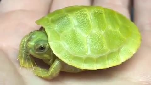 Little turtle