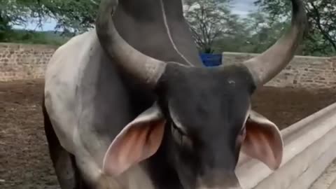 Cow real voice