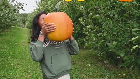 giant pumpkin