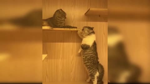 The Best Funny Cat Video