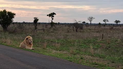 Lion walking in the Forest