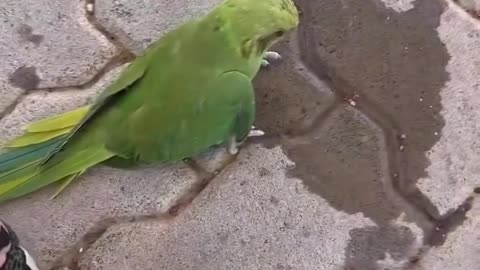 A child gives water to a dying sparrow, saving its life