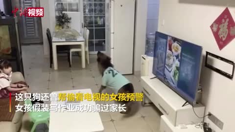 The owner is not at home, the dog opens the door alone to pick up the courier