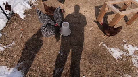 Chickens Try New Meacham Feed from Firth Feed Mill and Elevator