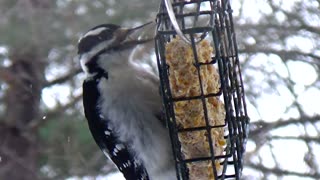 Hairy Woodpecker