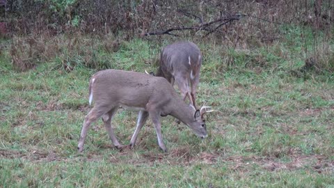 2 Big Archery Bucks Before The Guns