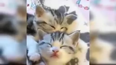 Funny cats 🐈 😻 🐈‍⬛ 😄