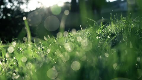 Grass Dew Field free stock video. Free for use & download