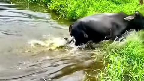 wildlife animals dog vs cow