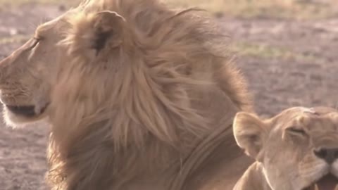 lion blowing