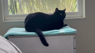 Adopting a Cat from a Shelter Vlog - Cute Precious Piper Guards While in Her Spa