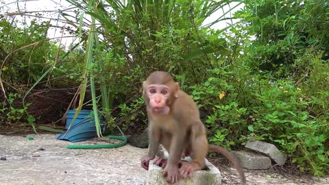 Happy monkey with rabbit and duck animal HT home