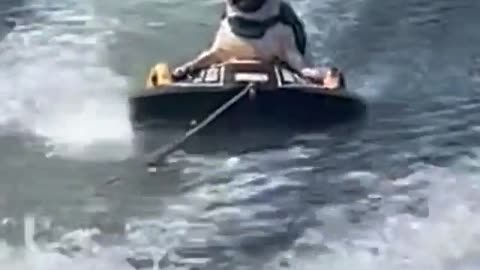 WATCH | PUG KNEEBOARDS LIKE A PRO