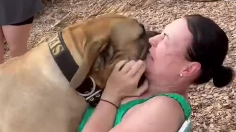 Dog And Women Love