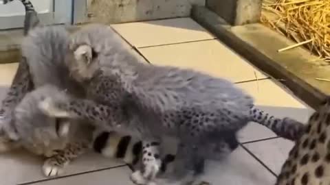 The mother leopard is too sweet to let her baby bite her tail