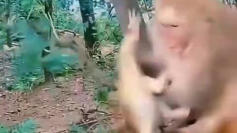 small monkey bitten by big monkey