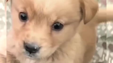 Baby Dog Cute Puppy Barking