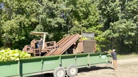 It's harvest season for Tobacco, Cotton and Peanuts in Northampton and Halifax Counties!