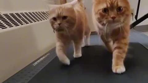 Kitties on a Treadmill! - Funny Cute Animals