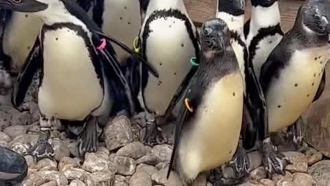 The sound of a penguin flock
