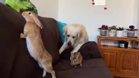 Funny Dog Plays with Rabbits on the Couch