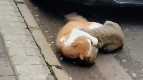 cute cats fighting at road