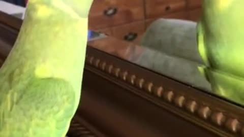 Funny talking parrot loves playing peekaboo in the mirror
