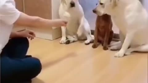 so sweet to me,,why meeeeeeeeee Funny Animal Videos smart dogs😂😂😂 #shorts