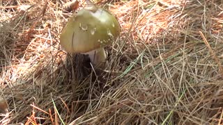 Mushroom