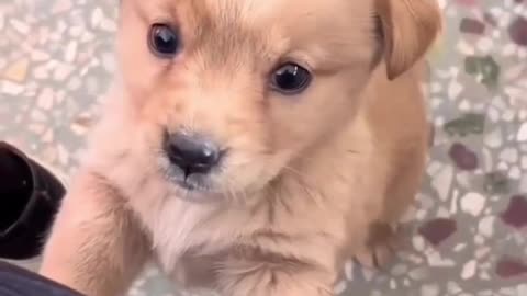 Cutest puppy ever on internet ❤️ 🐶