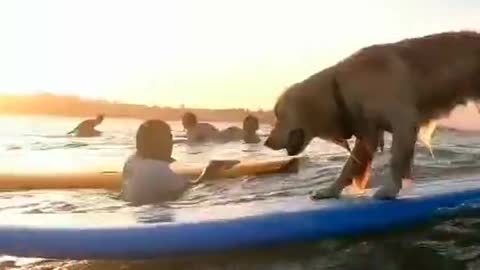 A dog Surfing