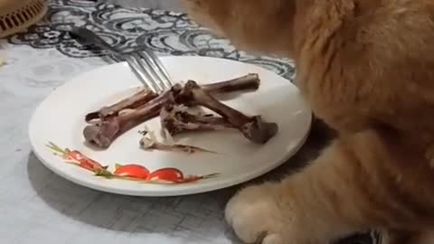 Ругаю кота чтоб не ел с тарелки.