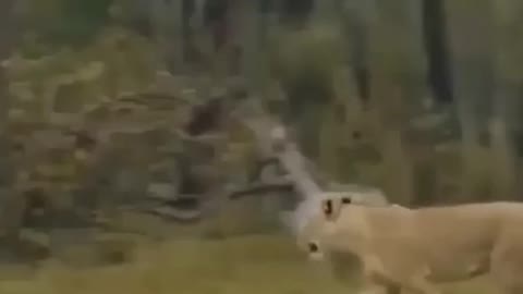 The tiger jumped on the bison's back