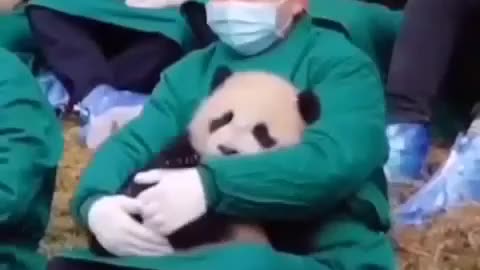 babysitter for the panda