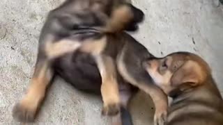 Funny video Two cute puppies playing