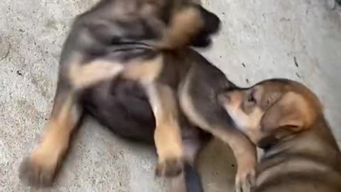 Funny video Two cute puppies playing