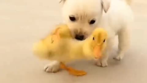 Young duck and puppy