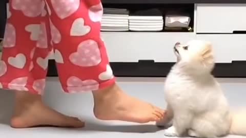 Cute Puppy Dancing