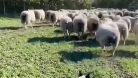 Border Collie shepherd dog leads sheep herd skillfully