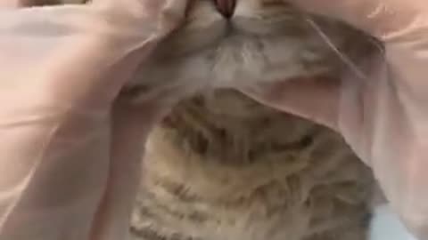 cat being massaged